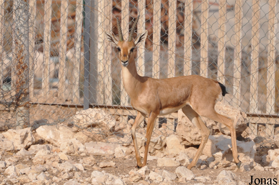 Gazella bennettii