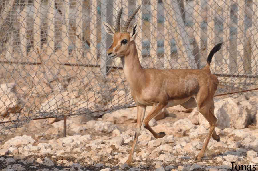 Gazella bennettii