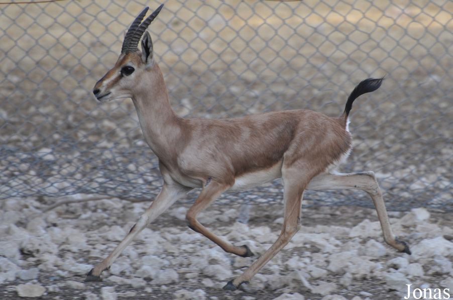 Gazella bennettii