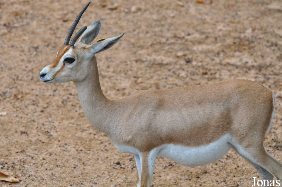 Gazella dorcas osiris