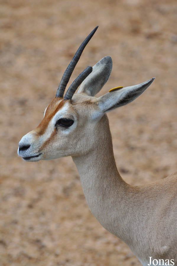 Gazella dorcas osiris
