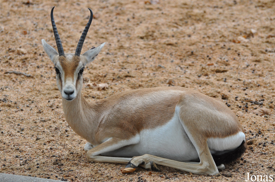 Gazella dorcas osiris