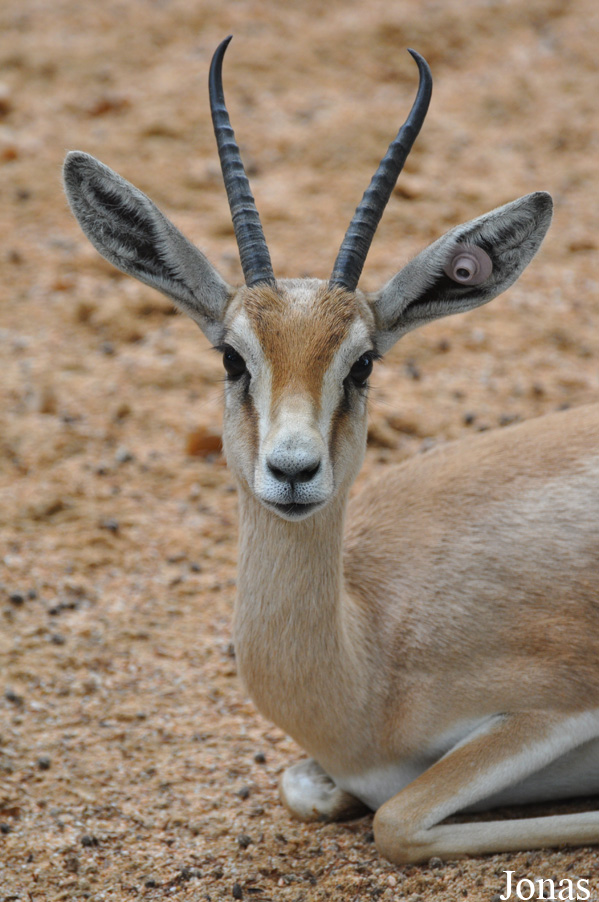 Gazella dorcas osiris
