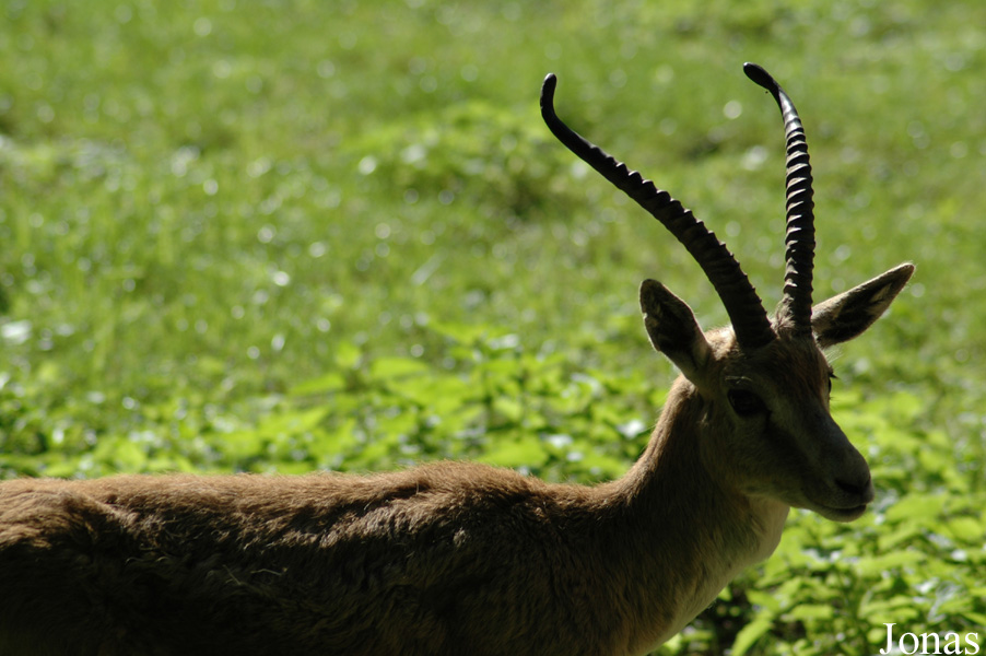 Gazella subgutturosa subgutturosa