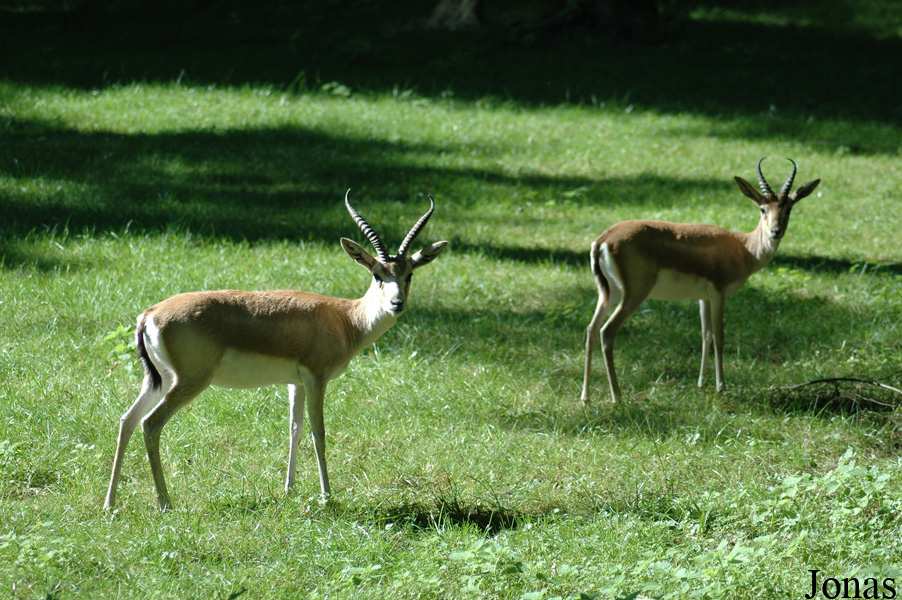 Gazella subgutturosa subgutturosa