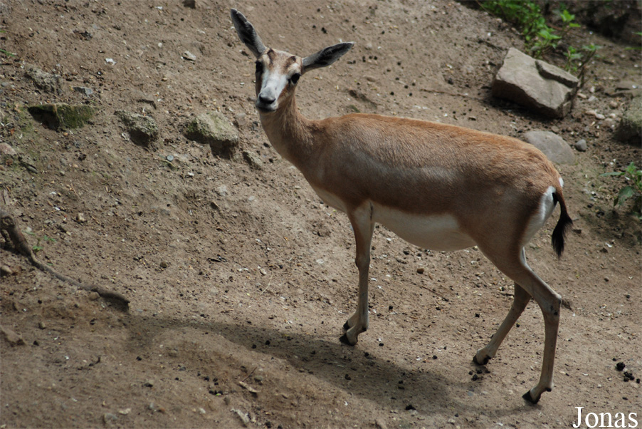 Gazella subgutturosa subgutturosa