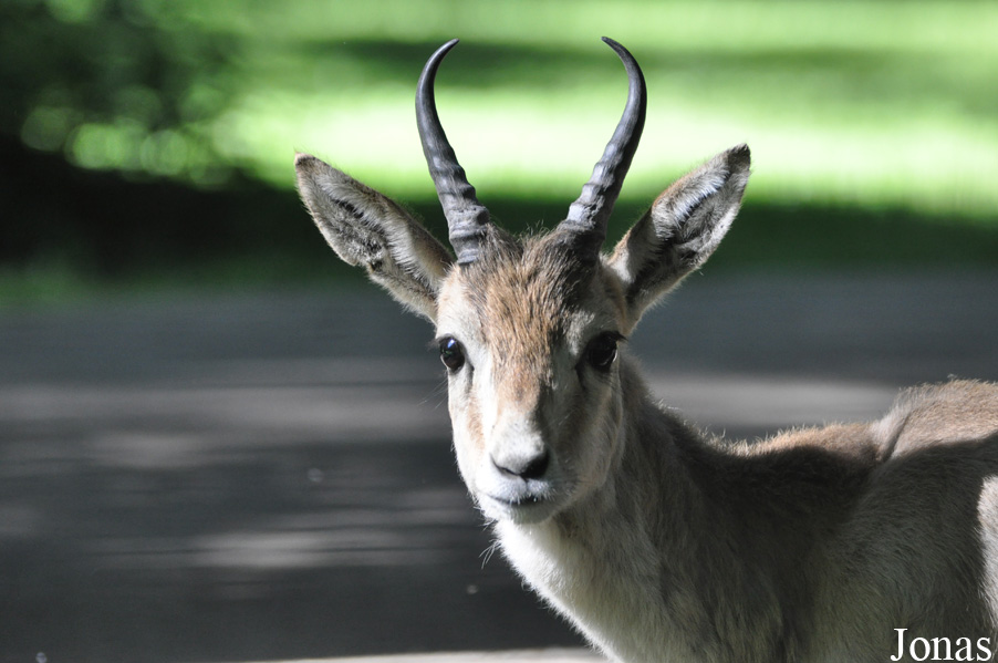 Gazella subgutturosa subgutturosa