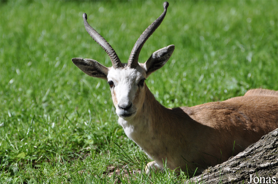 Gazella subgutturosa subgutturosa