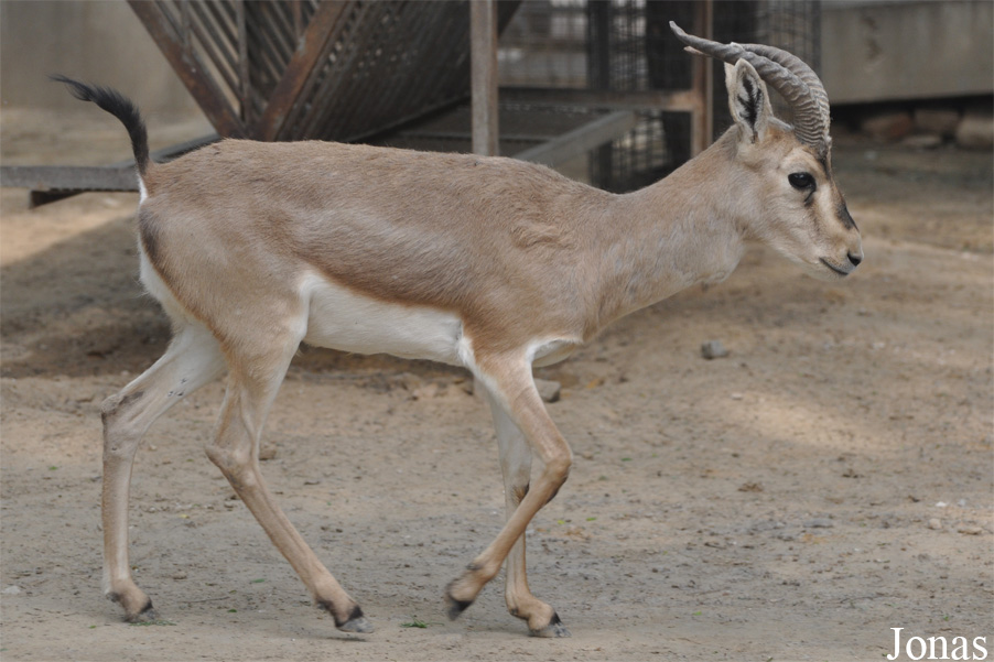 Gazella subgutturosa yarkandensis