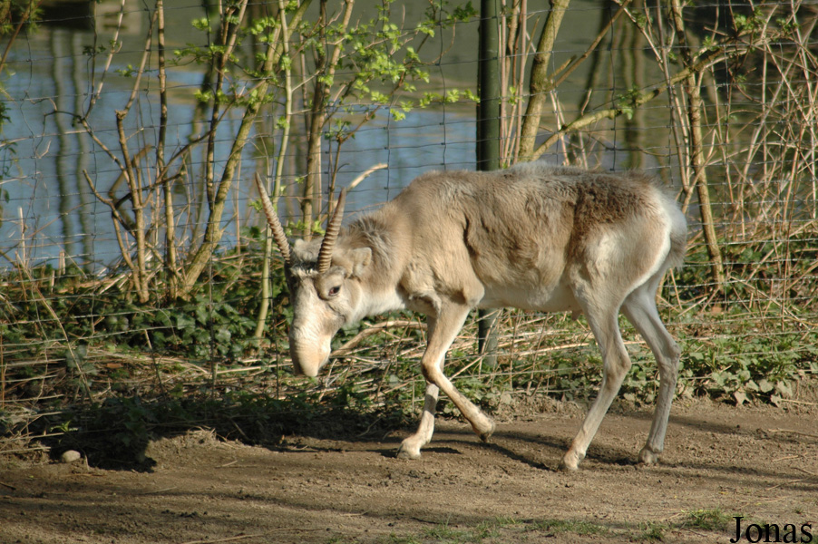 Saiga tatarica tatarica