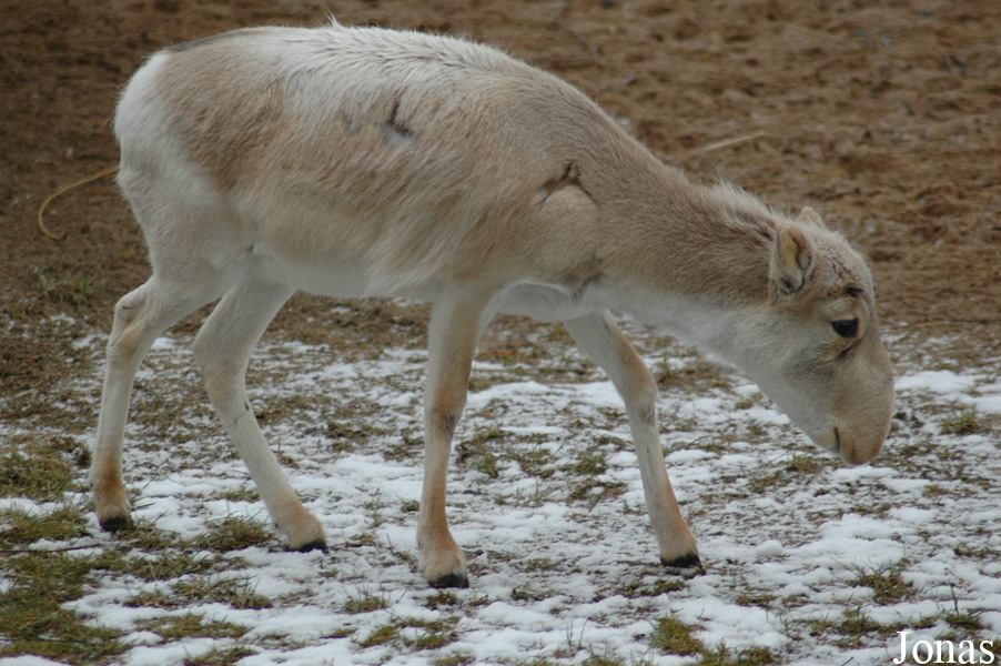 Saiga tatarica tatarica