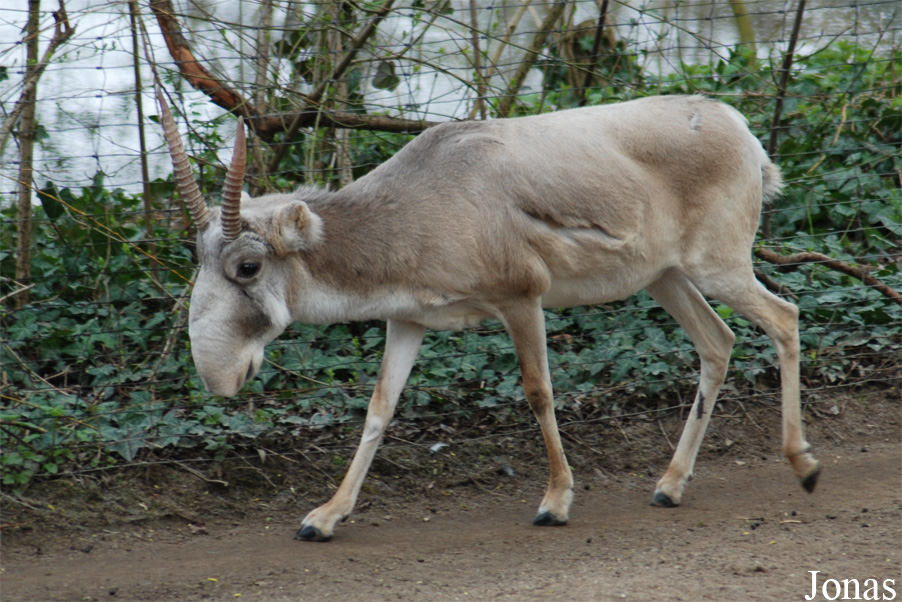 Saiga tatarica tatarica