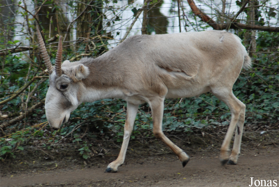 Saiga tatarica tatarica