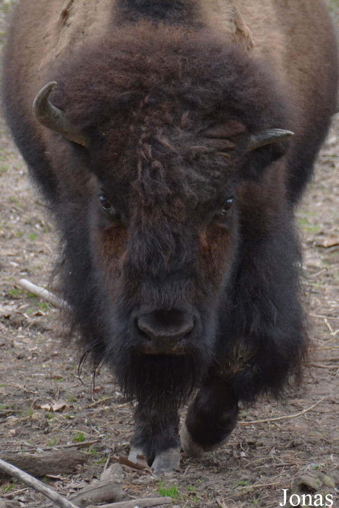 Bison bison
