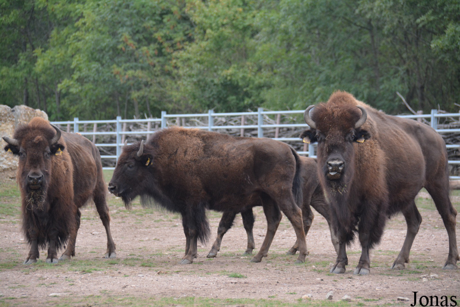 Bison bison bison