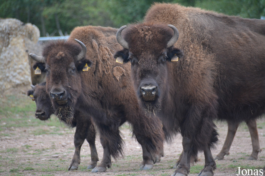 Bison bison bison
