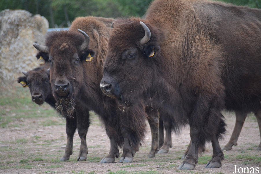 Bison bison bison