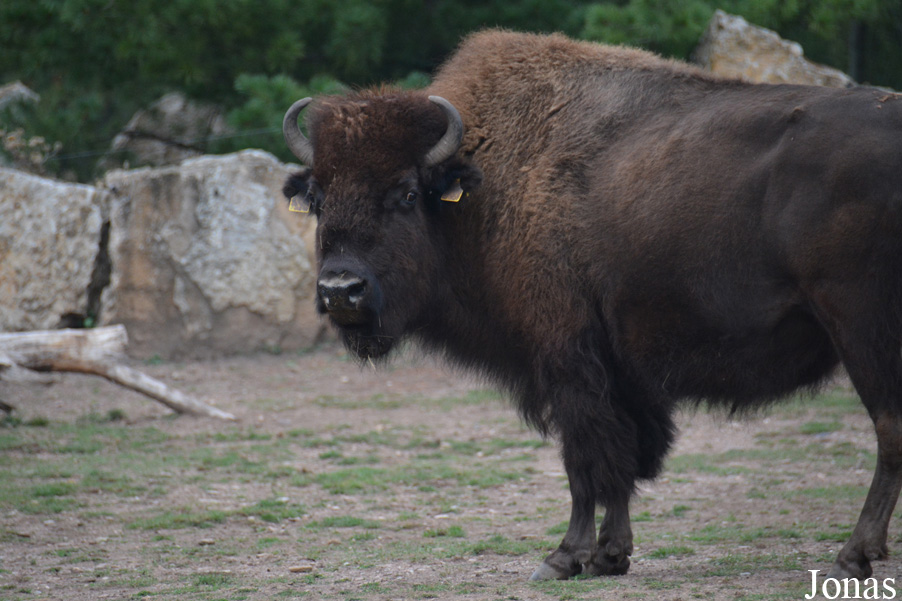 Bison bison bison