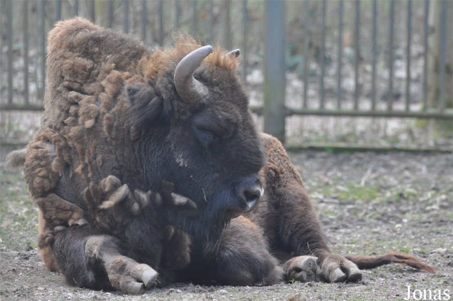Bison bonasus