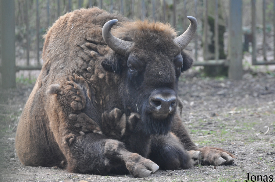 Bison bonasus