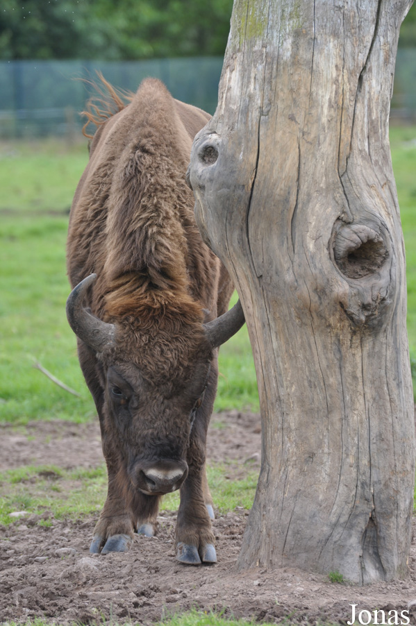 Bison bonasus