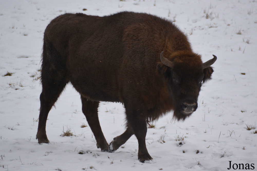 Bison bonasus