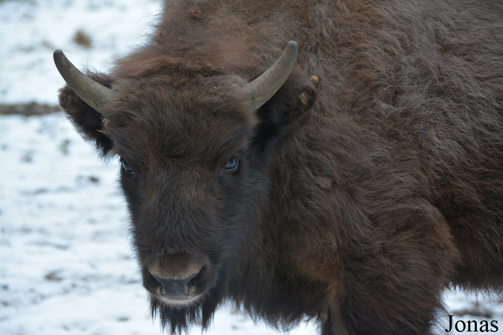 Bison bonasus