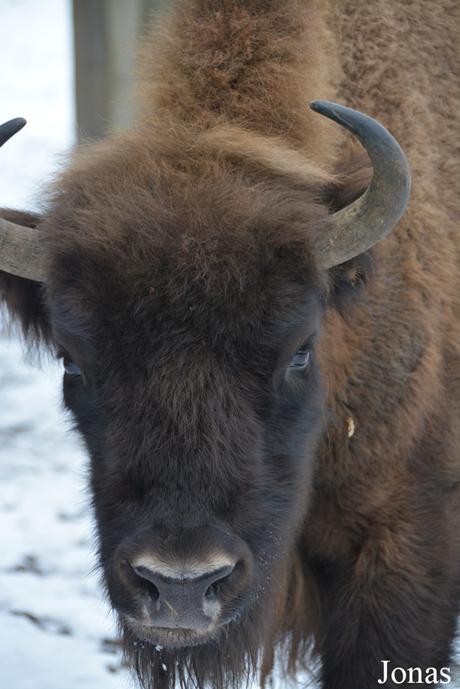 Bison bonasus
