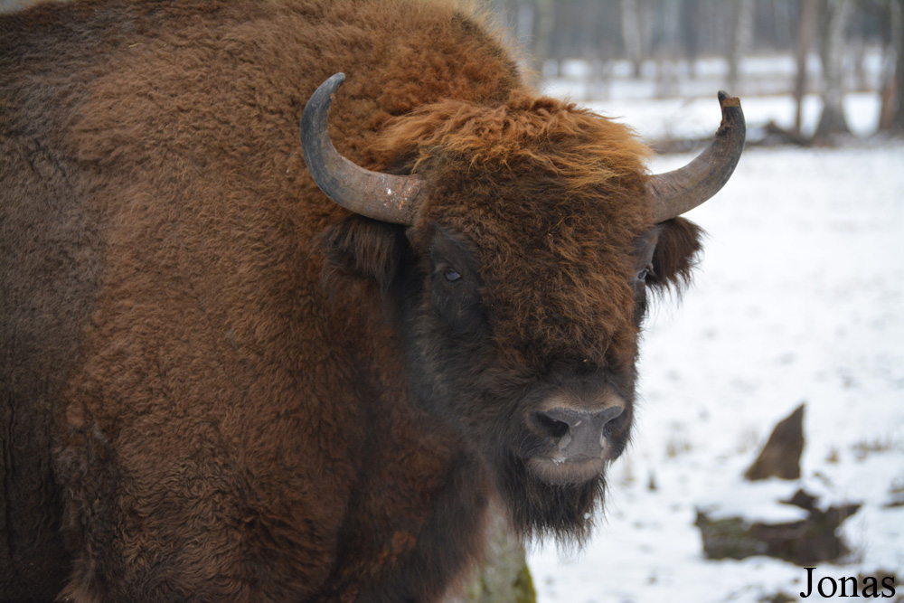 Bison bonasus