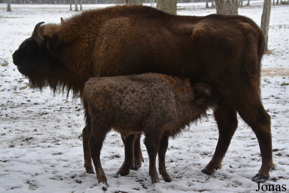 Bison bonasus