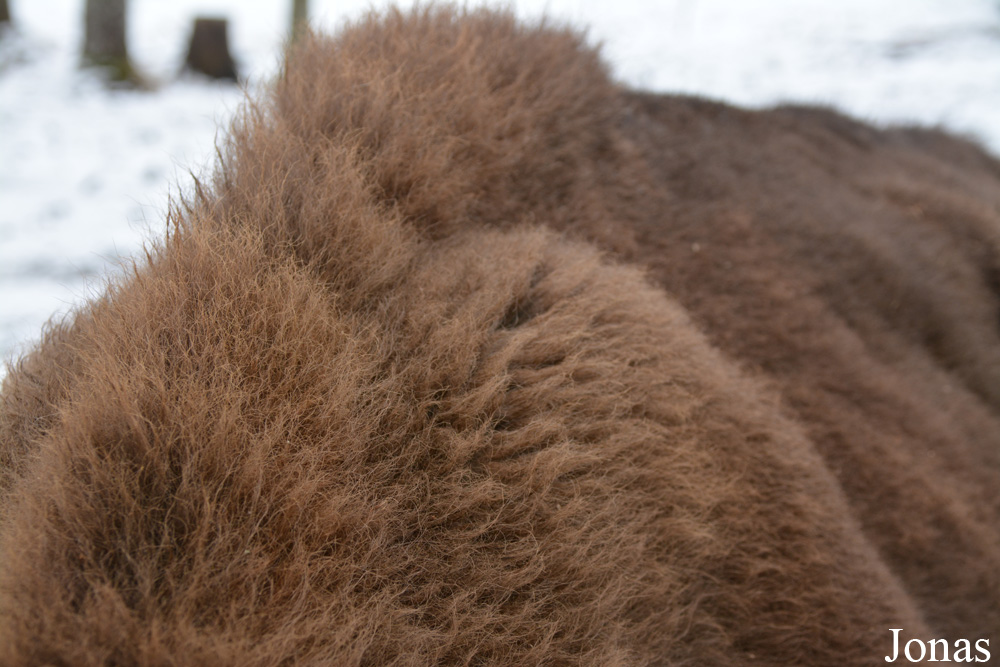Bison bonasus