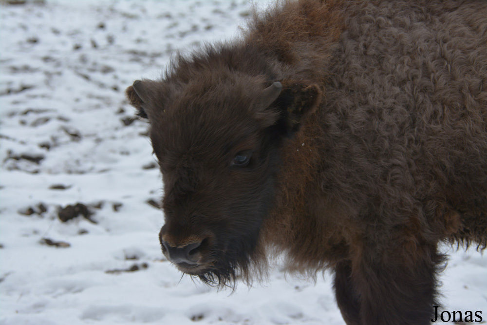 Bison bonasus