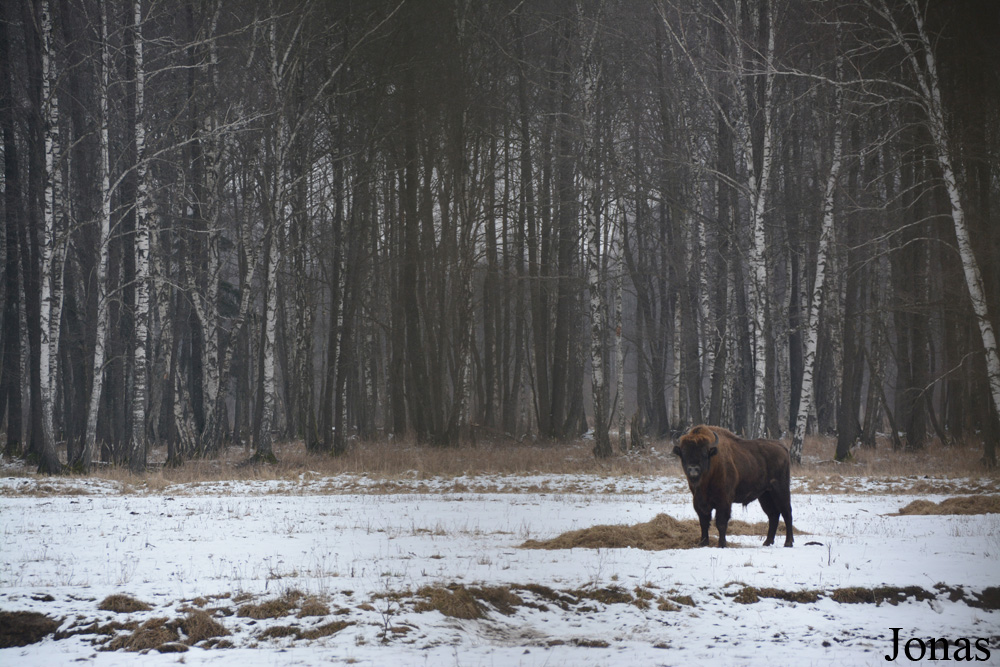 Bison bonasus
