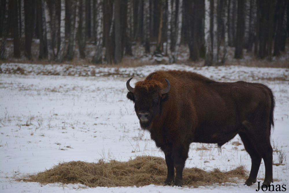 Bison bonasus