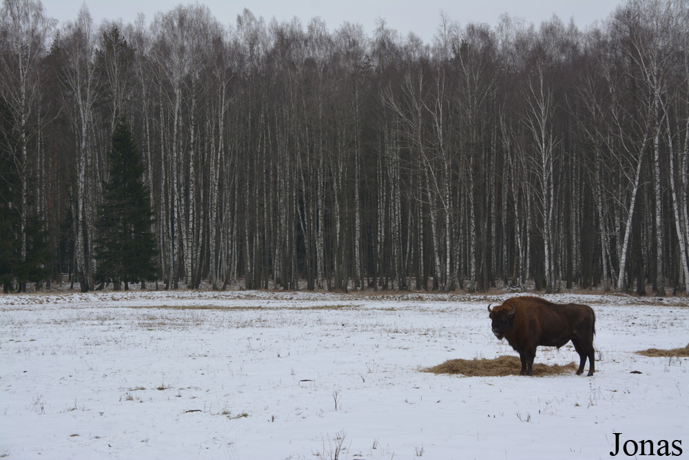 Bison bonasus
