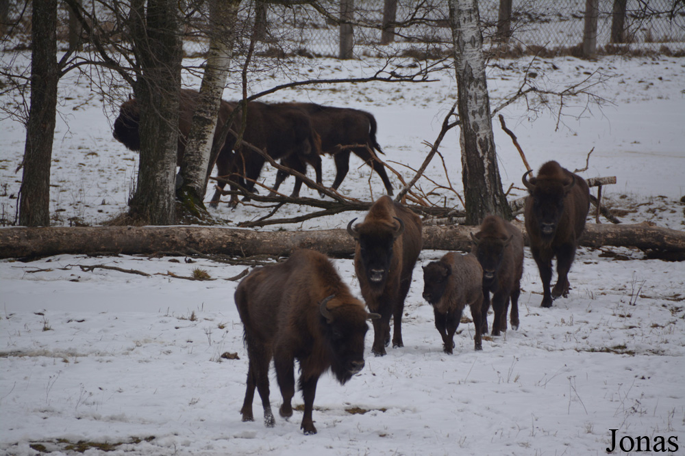 Bison bonasus