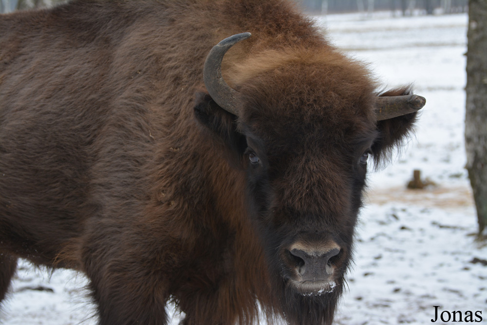 Bison bonasus