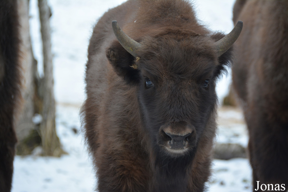 Bison bonasus
