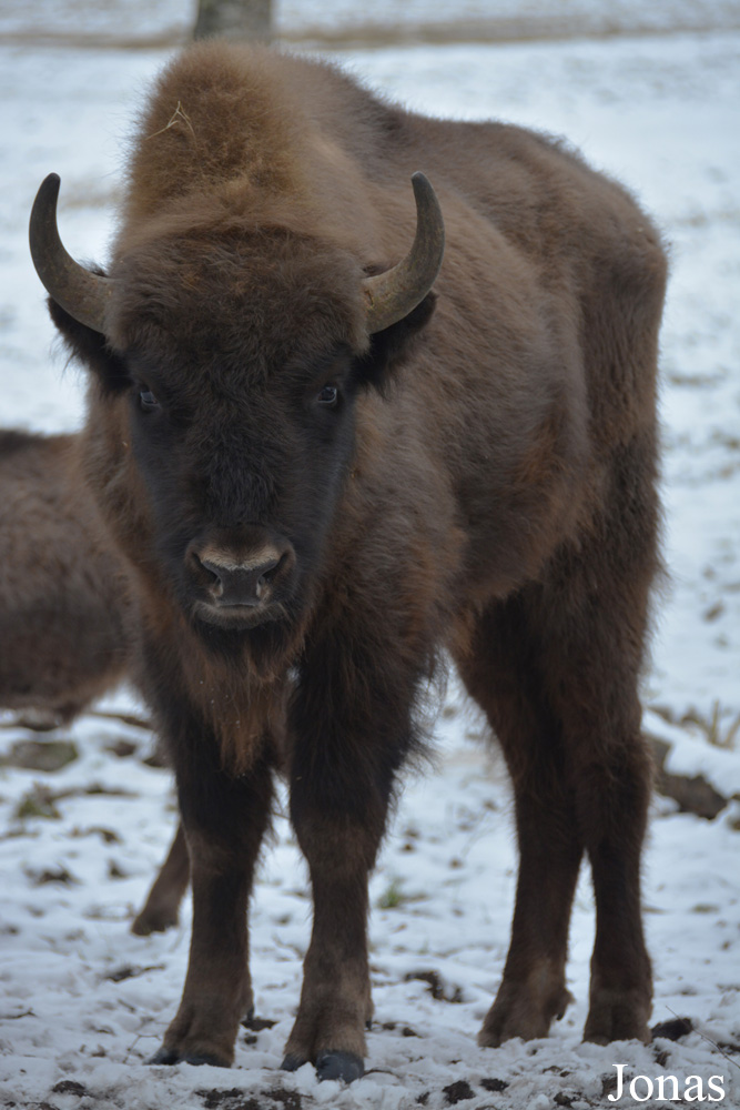 Bison bonasus