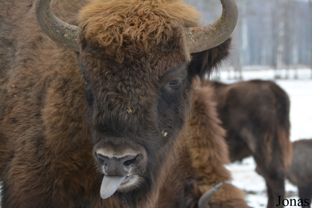 Bison bonasus