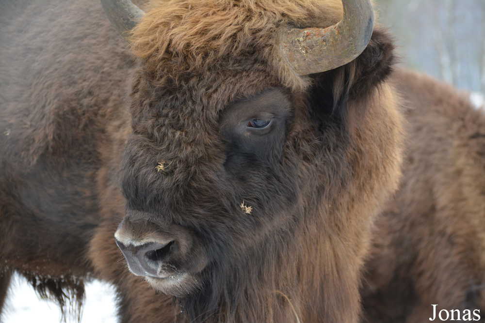 Bison bonasus