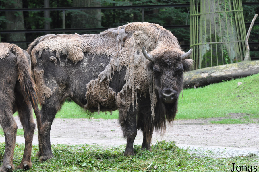 Bison bonasus