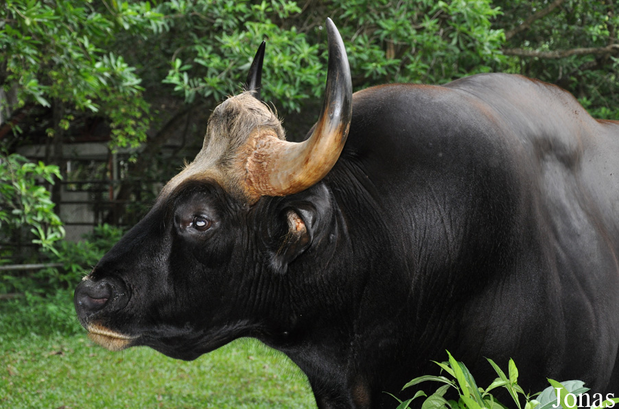 Bos gaurus hubbacki