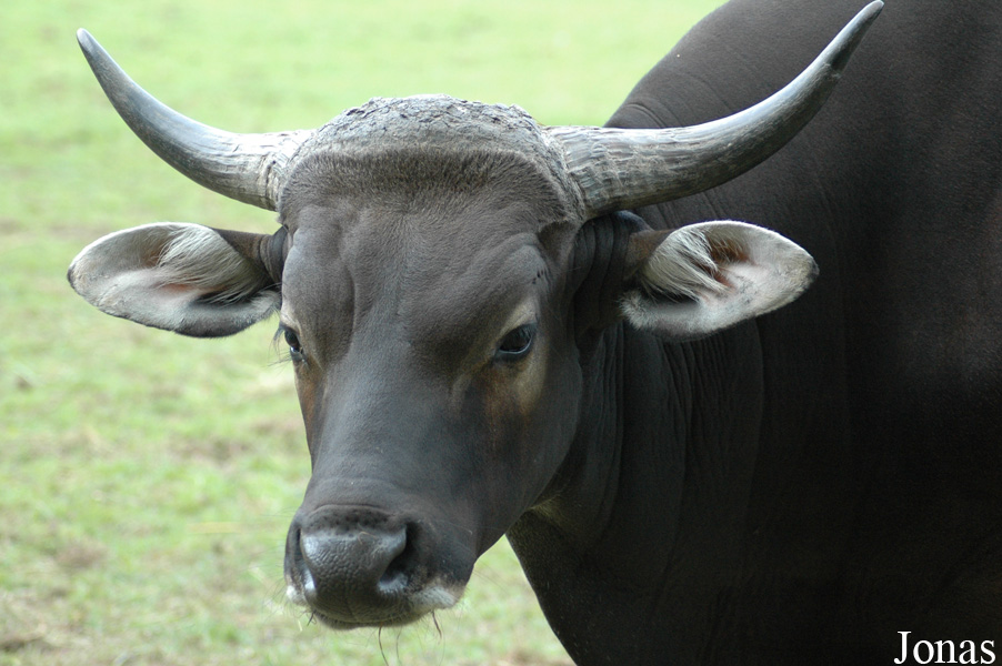 Bos javanicus javanicus