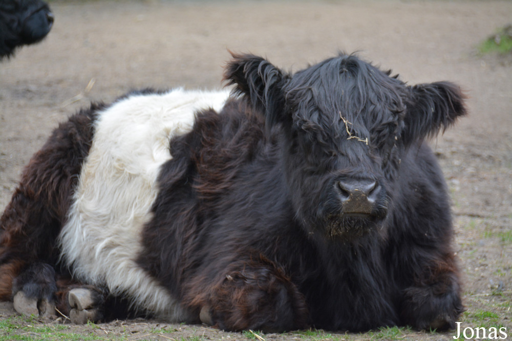 Vache Belted Galloway