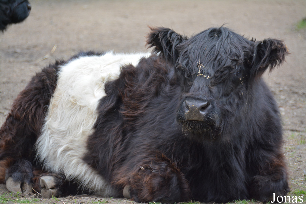 Vache Belted Galloway