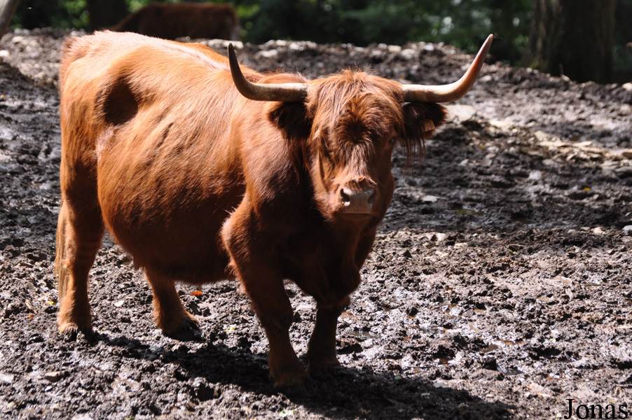 Vache Highland