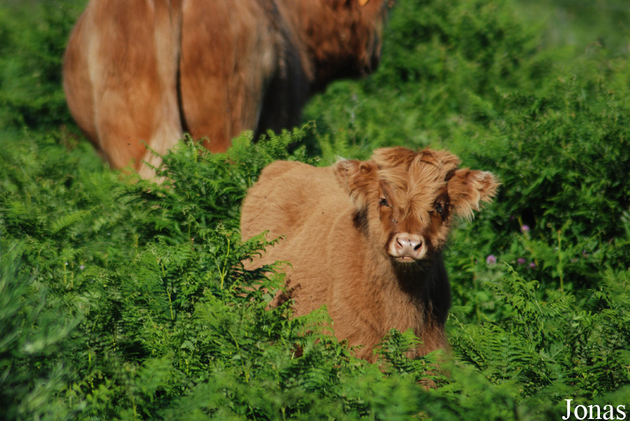 Vache Highland