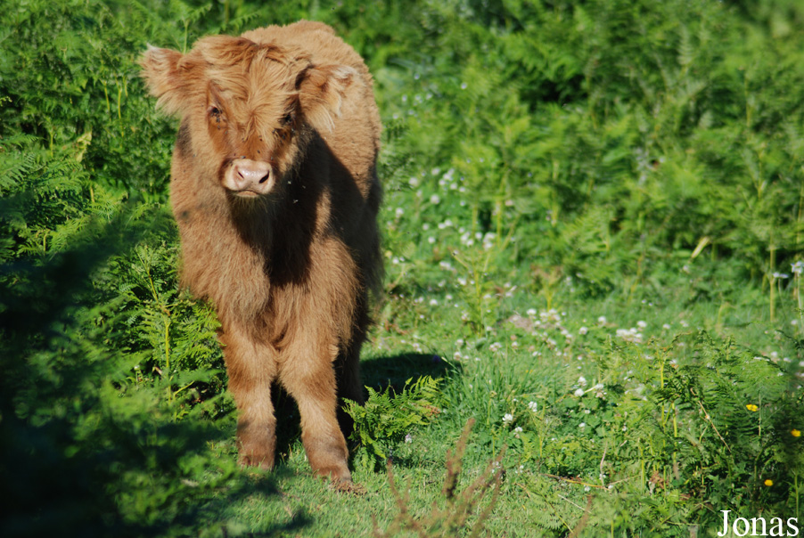 Vache Highland