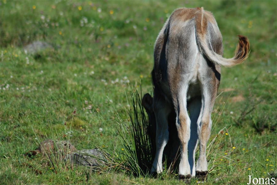 Vache Texas Longhorn x Bœuf gris de Hongrie
